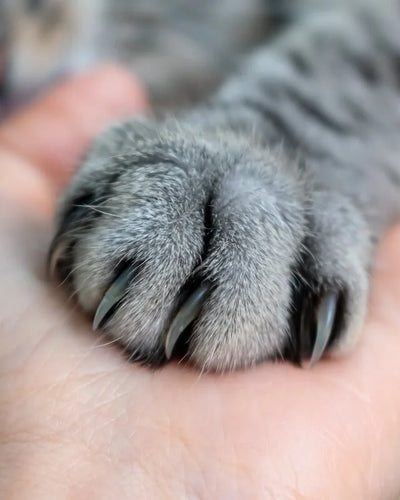 Customer testimonial video