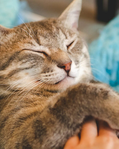 Customer testimonial video