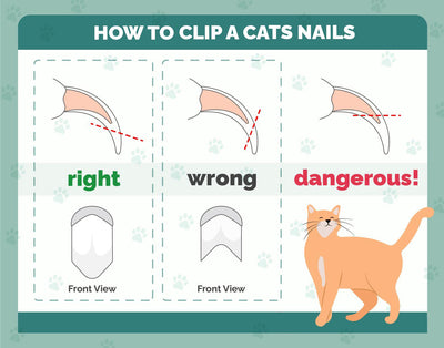 SafePaw Nail Clipper - Cats